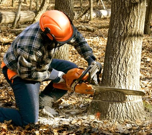 Tree Removal in Buhler, KS